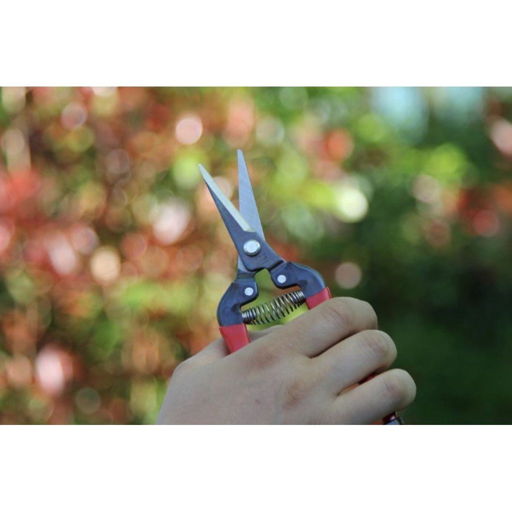 ars  300l ψαλίδι τρύγου και φρούτων - 2