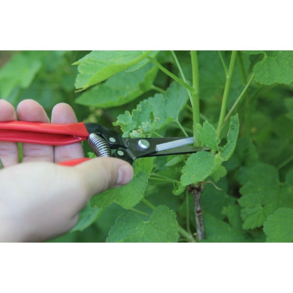 ars  300l ψαλίδι τρύγου και φρούτων - 3