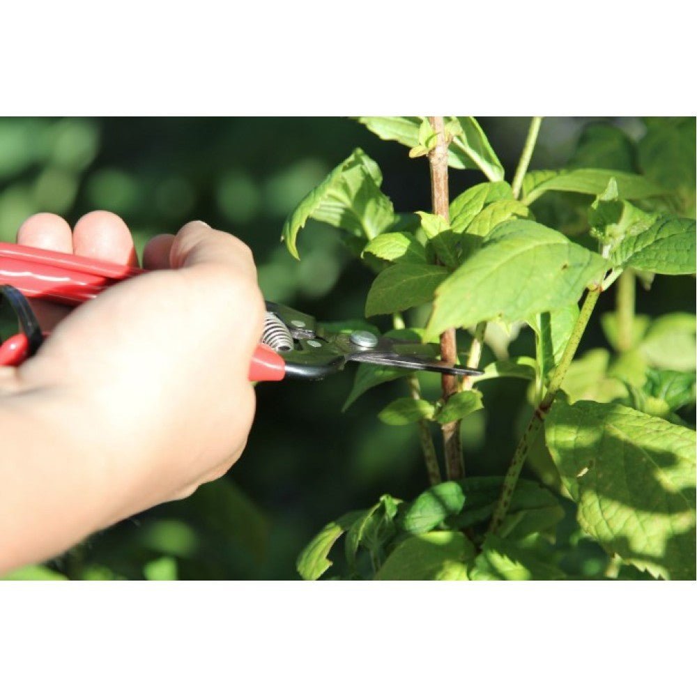 ars  300ss ψαλίδι τρύγου και φρούτων - 1